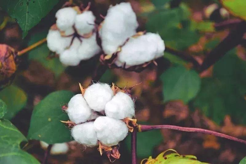 米兰·(milan)医纺